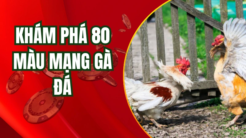 Tìm hiểu về 80 màu mạng gà đá