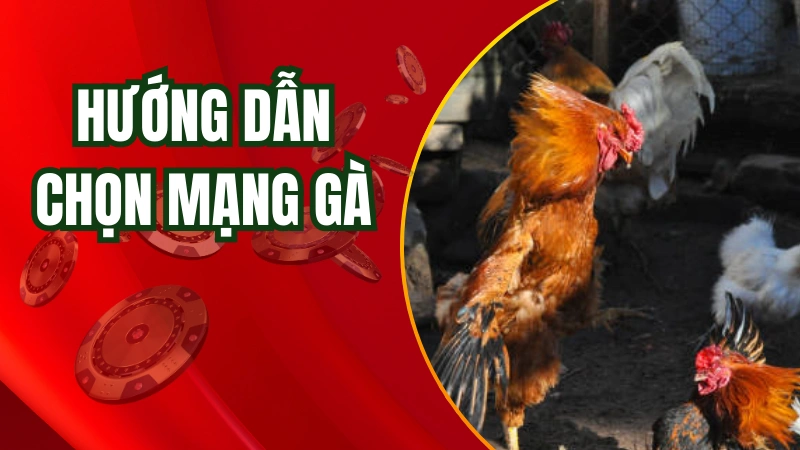 Hướng dẫn chọn gà theo màu mạng chuẩn nhất