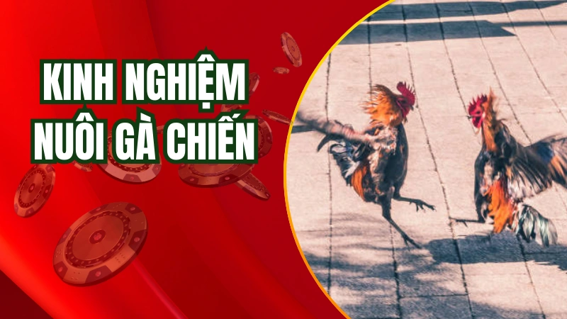 Kinh nghiệm nuôi gà chiến cực hay của cao thủ