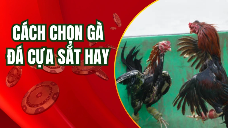 Tại sao cần phải học cách chọn gà đá cựa sắt hay