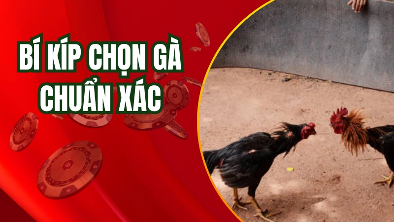 Bí kíp chọn gà đá chuẩn xác của cao thủ