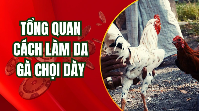 Tại sao cần học cách làm da gà chọi dày