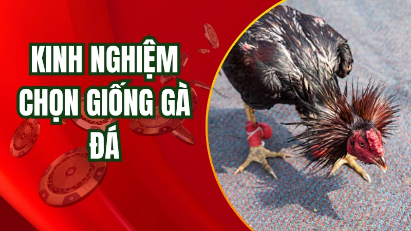 Kinh nghiệm chọn giống gà đá cựa sắt chuẩn