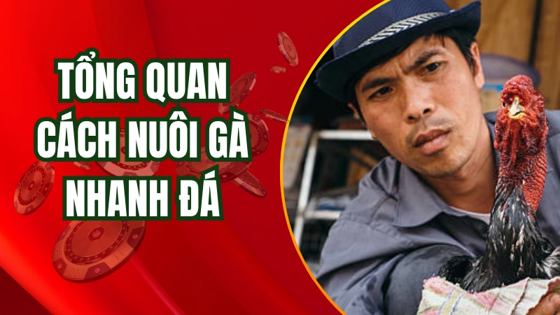 Tổng quan về cách nuôi gà nhanh đá