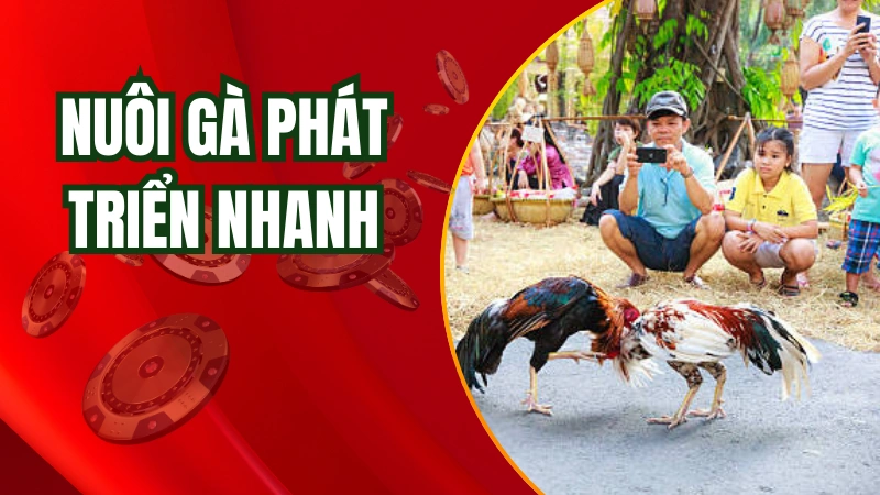 Một số phương pháp nuôi gà phát triển nhanh, đá lẹ