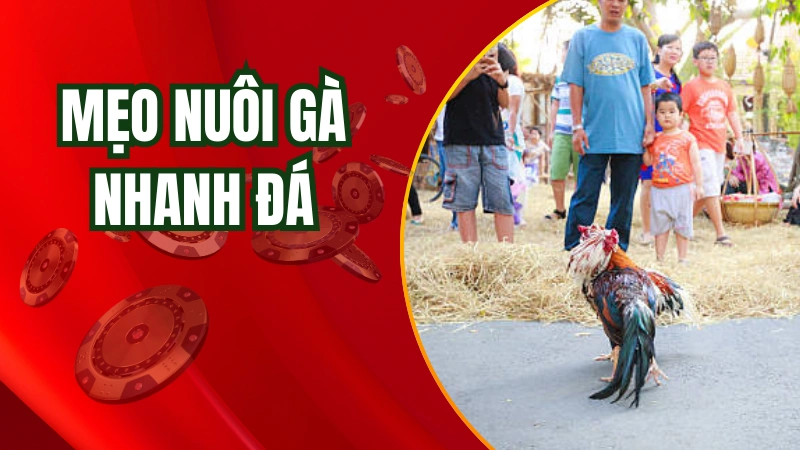 Mẹo nuôi gà nhanh đá của cao thủ AE888