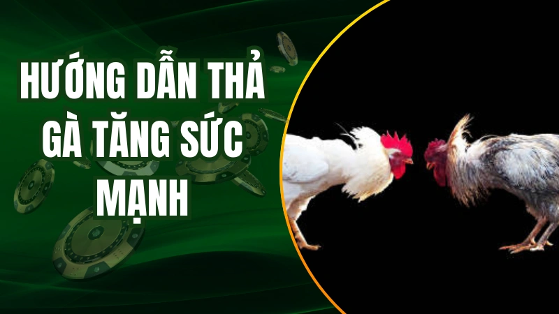 Hướng dẫn nuôi gà đá cựa sắt cực chuẩn