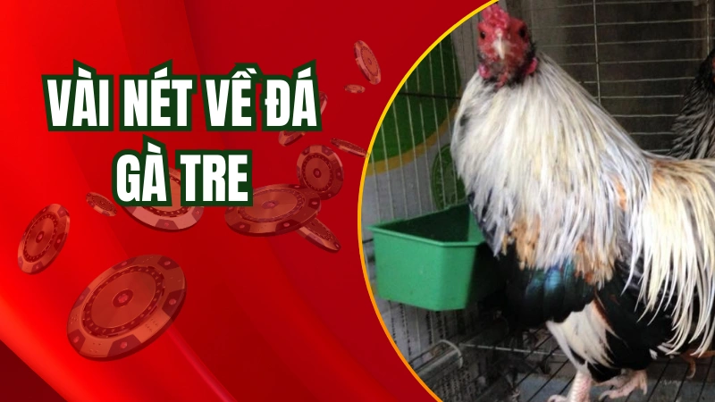 Thông tin cơ bản về loiaj hình đá gà tre