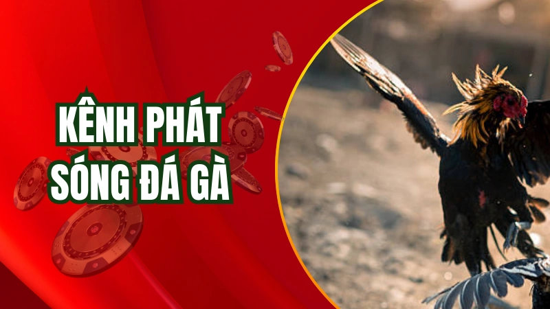 AE888 là trang phát đá gà trực tiếp uy tín nhất hiện nay