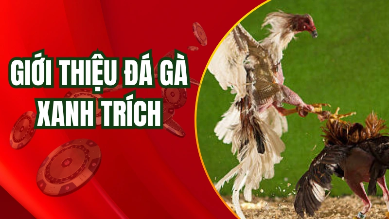 Giới thiệu về hình thức đá gà xanh trích