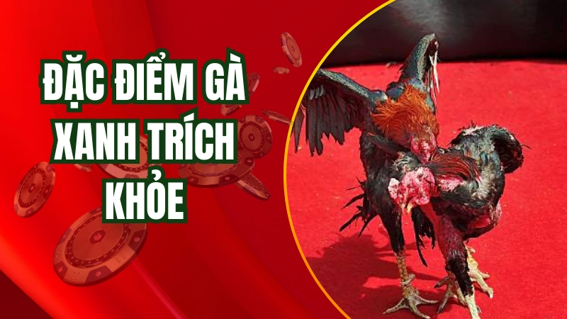 Đặc điểm của một chú gà xanh trích khỏe
