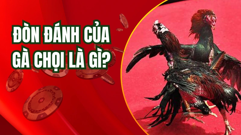 Đòn đánh của gà chọi là gì?
