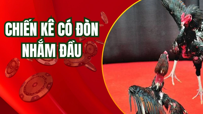 Chiến kê tốt luôn có đòn nhắm vào đầu của đối thủ