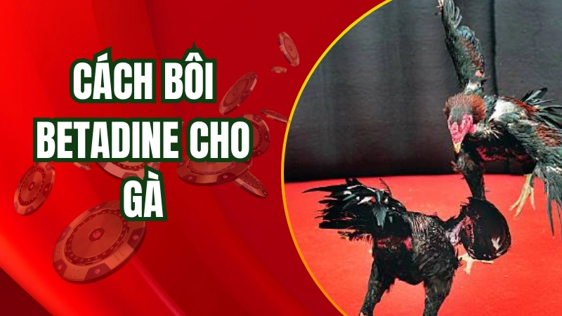 Bôi Betadine để sát khuẩn cho gà đá