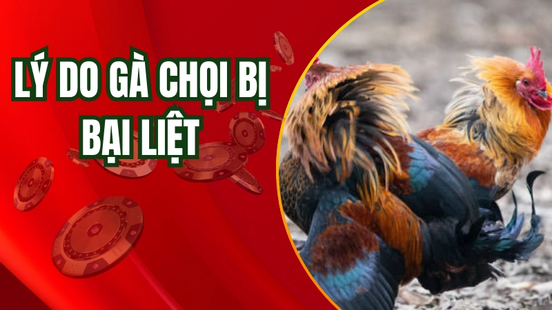 Có nhiều lý do khiến gà chọi bị bại liệt