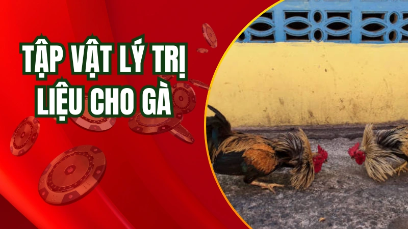 Các bài tập vật lý trị liệu cho gà chọi khắc phục chứng bại liệt