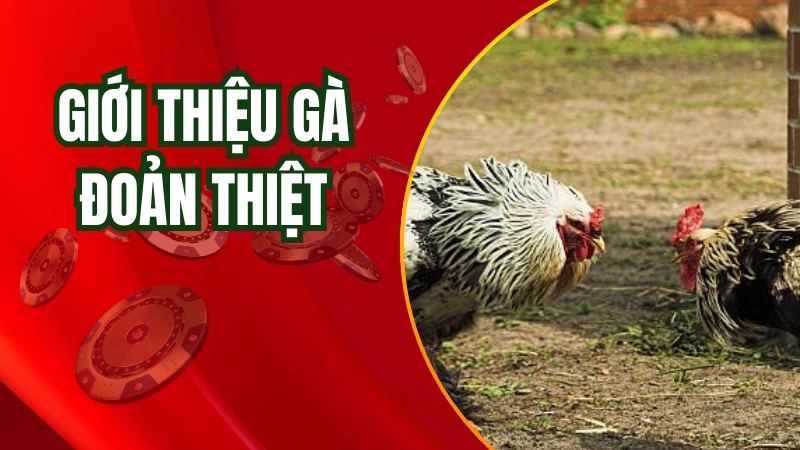 Giới thiệu thế nào là gà đoản thiệt