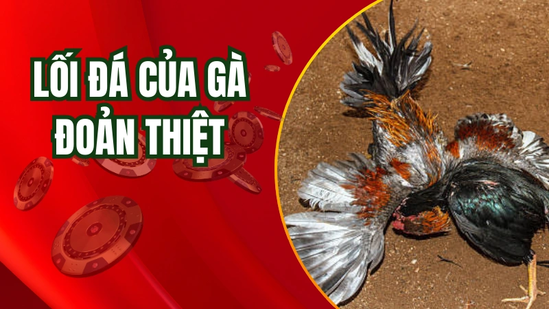 Dòng gà đoản thiệt ra đòn cực kỳ mạnh mẽ