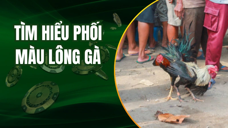 Tìm hiểu về thuật ngữ phối màu lông gà chọi
