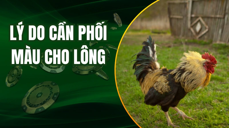 Lý do sư kê cần phối màu lông cho gà chiến