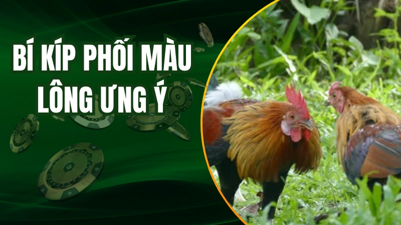 Bí kíp phối màu lông gà chọi cực kỳ ưng ý
