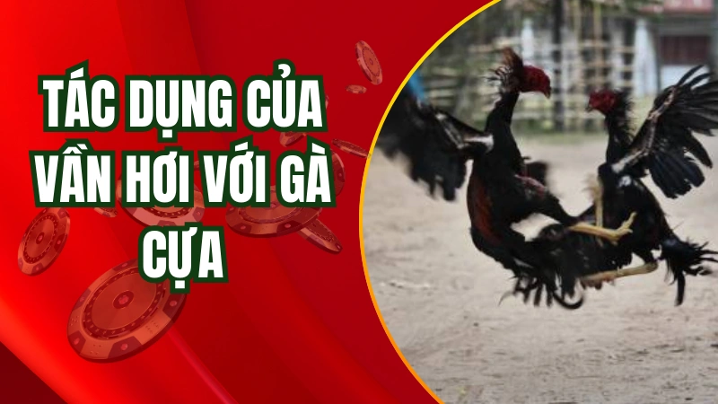 Tác dụng của công đoạn vần hơi đối với gà đá