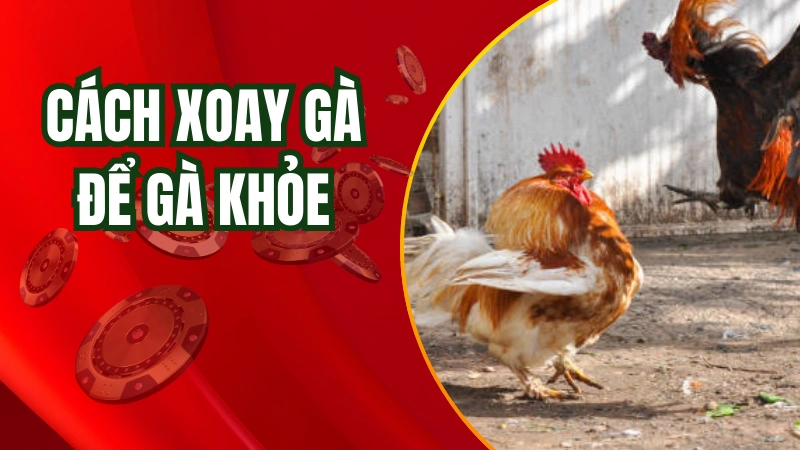 Hướng dẫn cách xoay gà để gà khỏe mạnh
